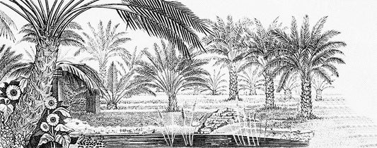 Papel pintado adhesivo campo de palmeras