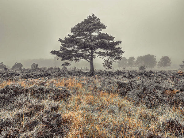 Solitario en la niebla: Centinela del bosque