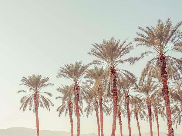 Siluetas al atardecer: palmeras bajo un cielo pastel