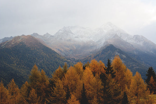 Bosques de pinos en otoño frente a montañas nevadas