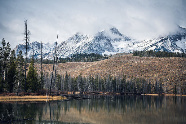 Paisaje invernal con bosque de pinos