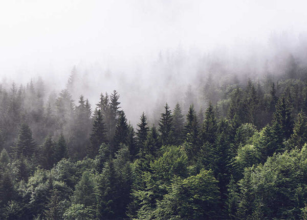 Vinilo bosque de pinos en niebla