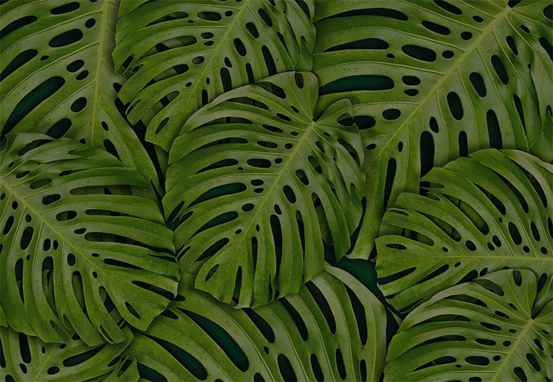 Skins para laptop patrón de hojas verdes vinilo decorativo